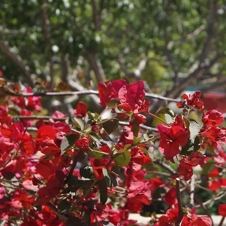 Les Jardins De Santa Giulia - Charmante D'hote 3*