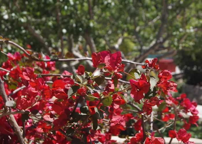 Les Jardins De Santa Giulia - Charmante Chambre D'hôte 3*